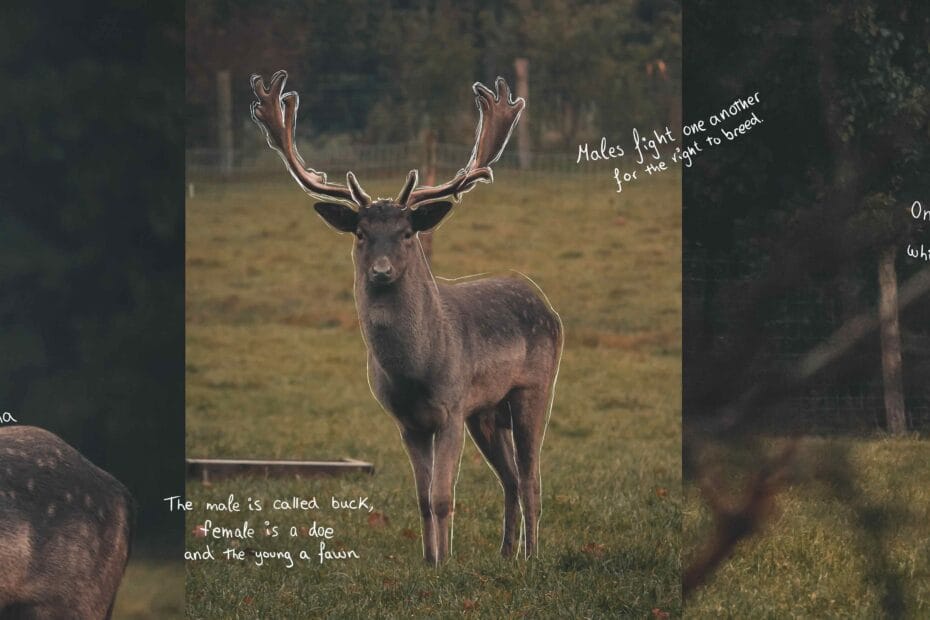 Ciervo en el monte del pardo con dejando huella eco